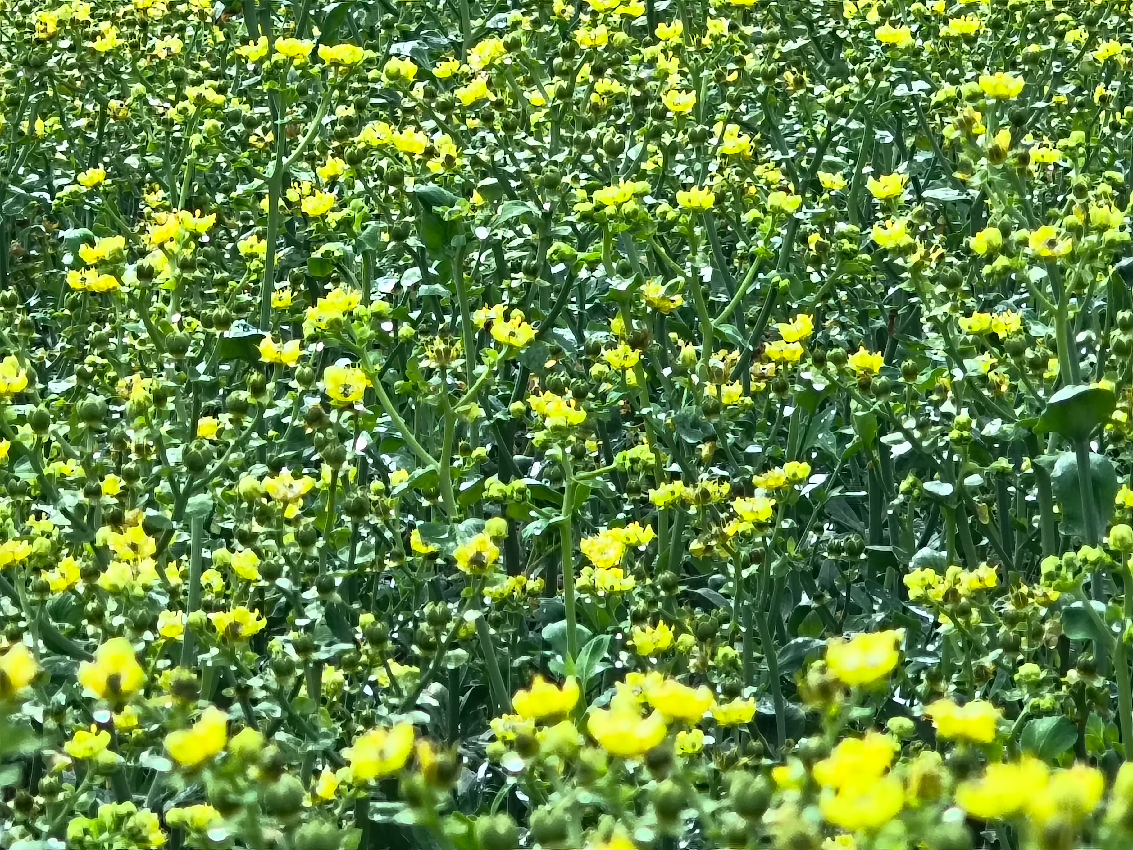 1000065583